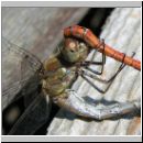 Sympetrum striolatum - Grosse Heidelibelle 03.jpg